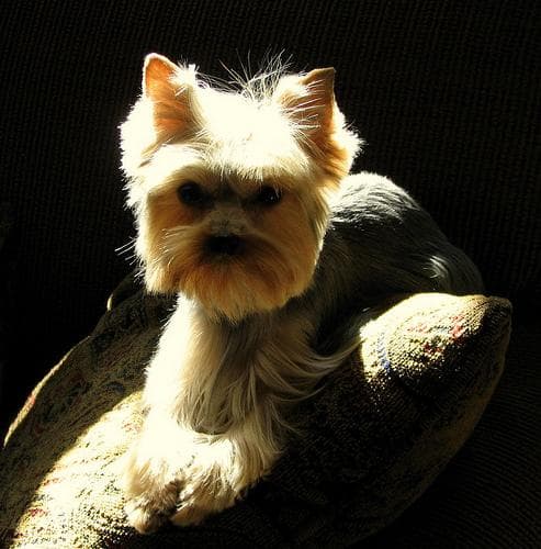 Morkie yavrusu 2