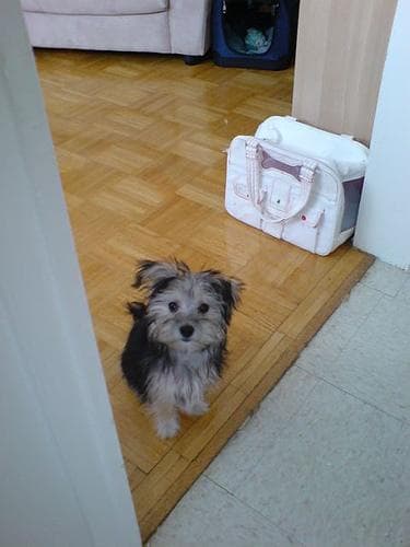 Morkie yavrusu 2