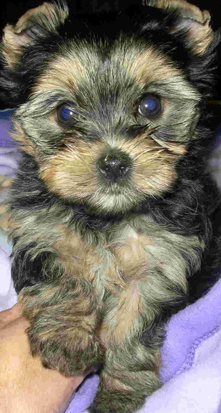 Morkie yavrusu 2