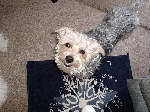 Morkie yavrusu 3