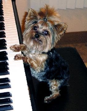 Morkie yavrusu 2