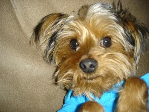 Morkie yavrusu 2
