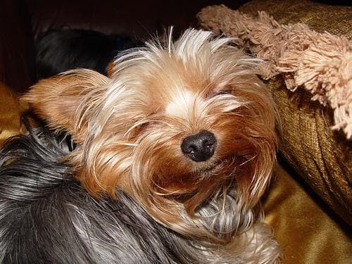 Morkie yavrusu 1