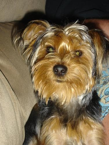 Morkie yavrusu 2