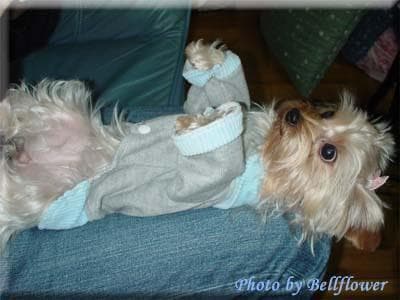 Morkie yavrusu 2