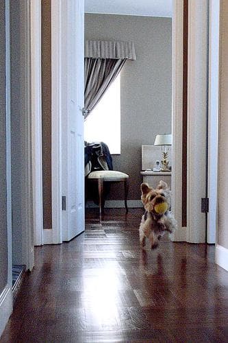 Morkie yavrusu 2
