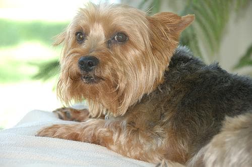 Morkie yavrusu 3