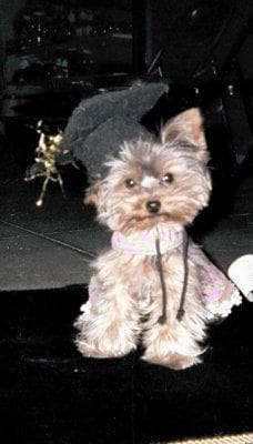 Morkie yavrusu 2