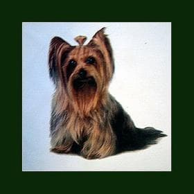 Morkie yavrusu 2
