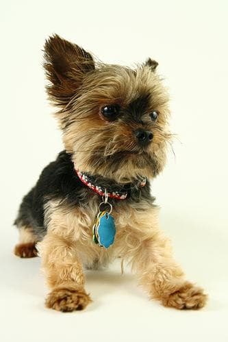 Morkie yavrusu 2