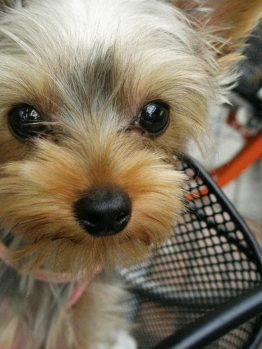 Morkie yavrusu 2