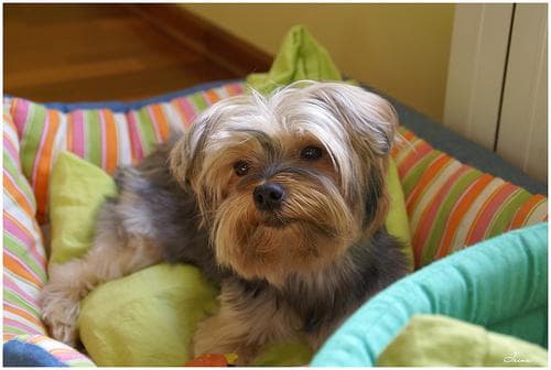 Morkie yavrusu 2