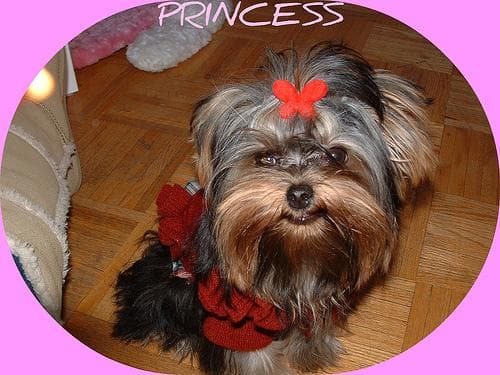 Morkie yavrusu 3