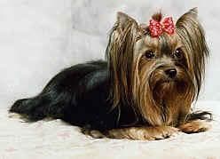 Morkie yavrusu 3