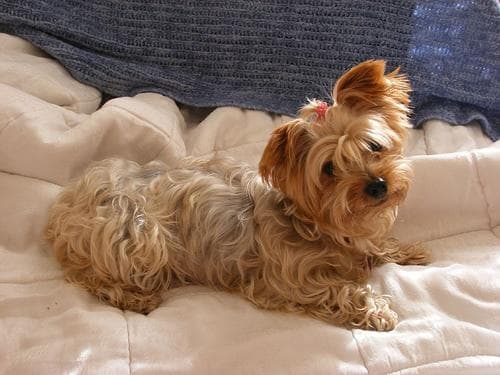 Morkie yavrusu 2
