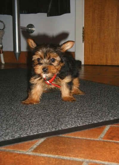 Morkie yavrusu 3