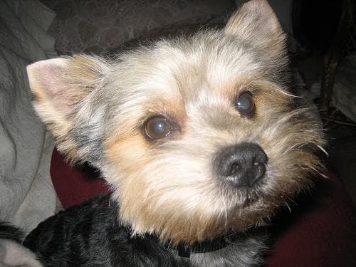 Morkie yavrusu 3