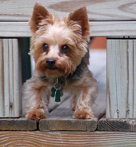 Morkie yavrusu 2