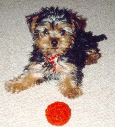 Morkie yavrusu 3