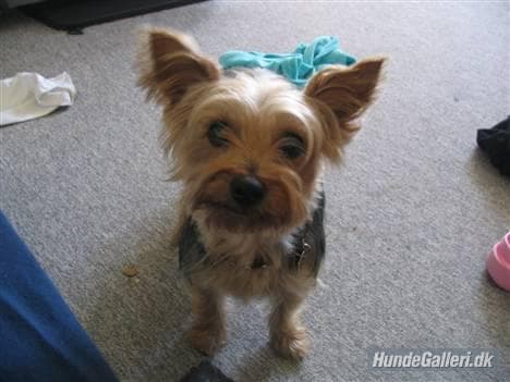 Morkie yavrusu 3