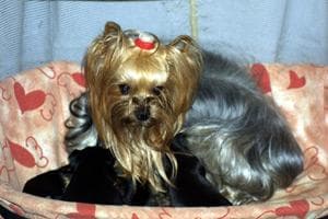 Morkie yavrusu 2