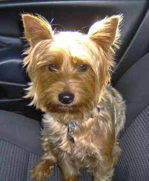 Morkie yavrusu 3