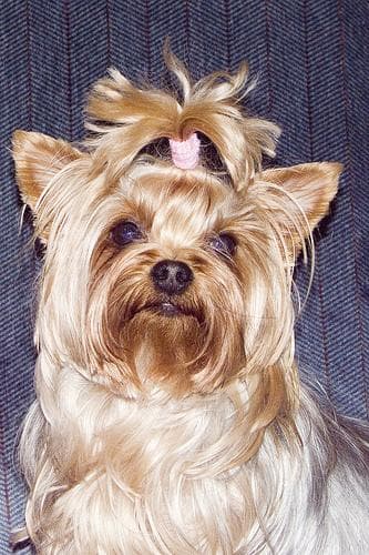 Morkie yavrusu 2