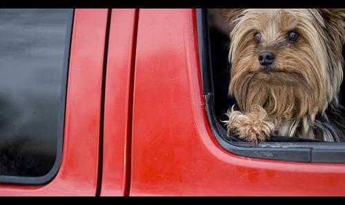 Morkie yavrusu 3