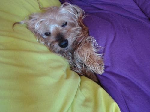 Morkie yavrusu 2