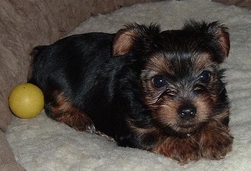 Morkie yavrusu 2