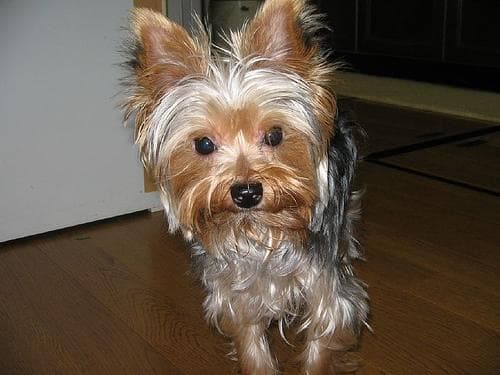 Morkie yavrusu 2