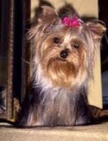 Morkie yavrusu 3