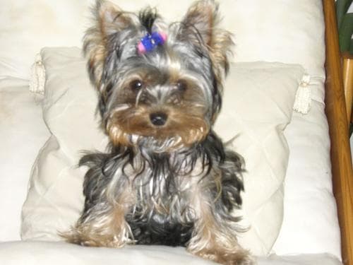 Morkie yavrusu 2