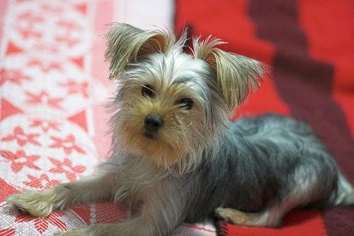 Morkie yavrusu 3