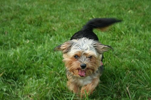 Morkie yavrusu 3