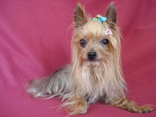 Morkie yavrusu 3