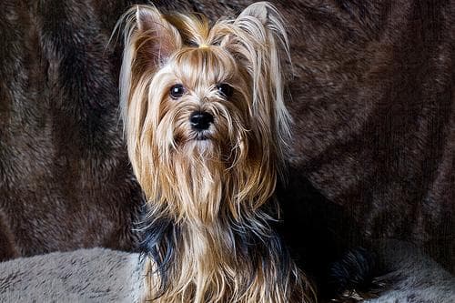 Morkie yavrusu 3