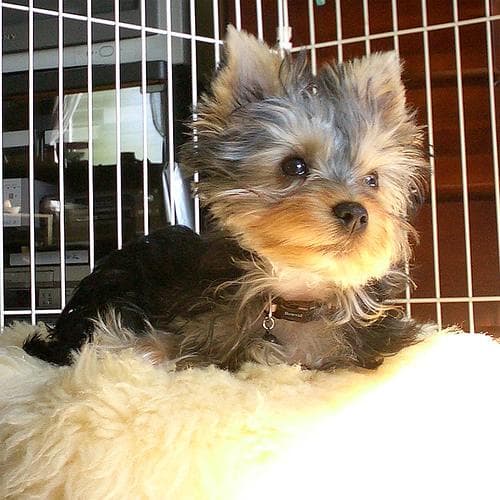 Morkie yavrusu 2