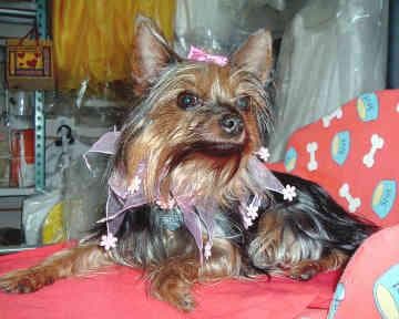 Morkie yavrusu 2