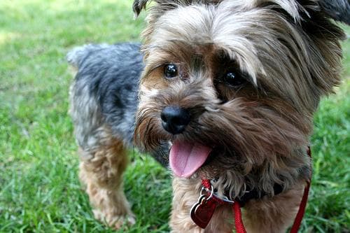 Morkie yavrusu 3