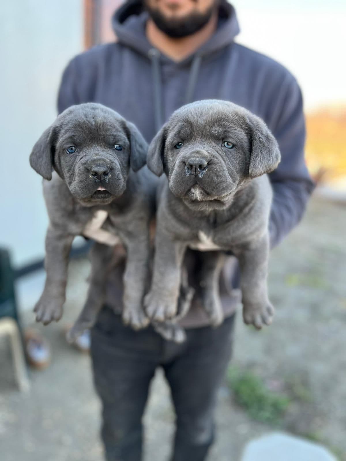 Cane Corso
