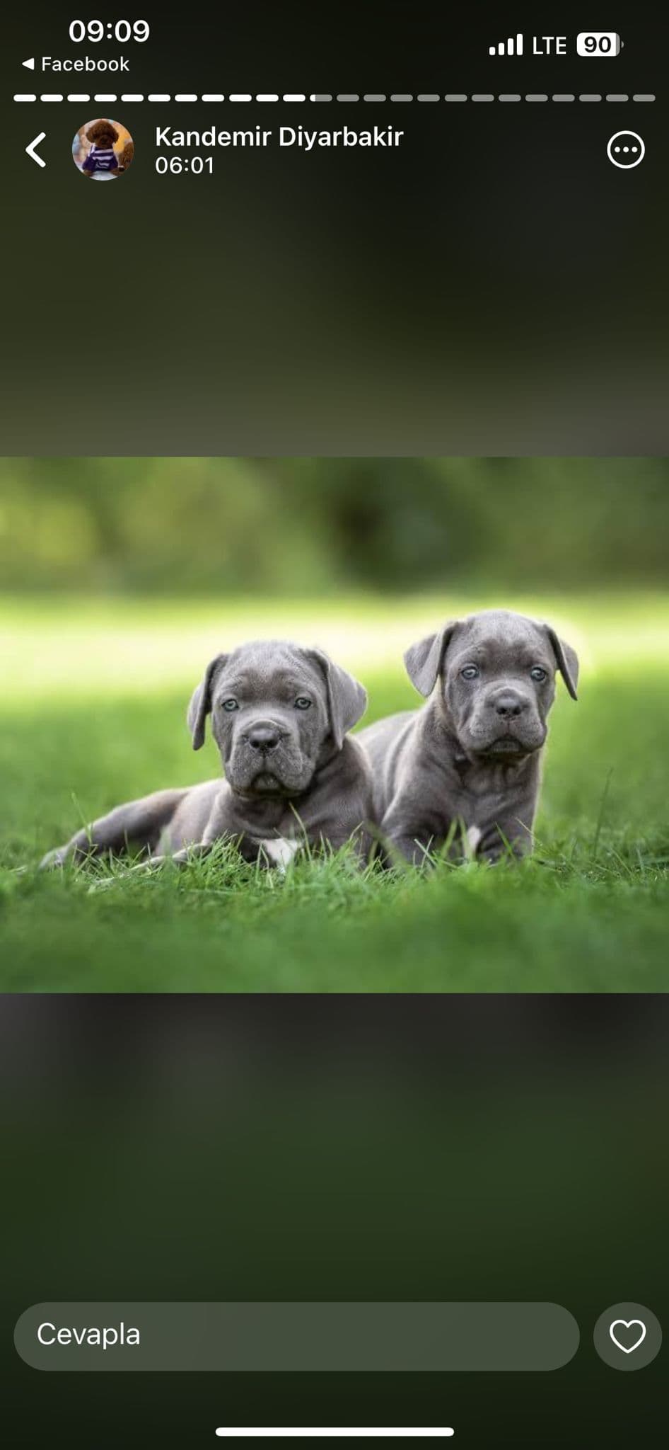 Cane Corso