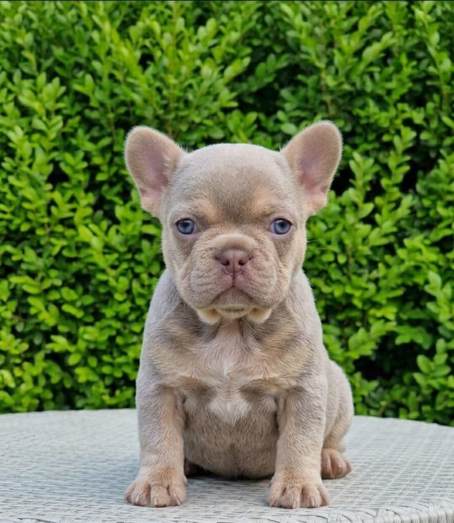 French Bulldog