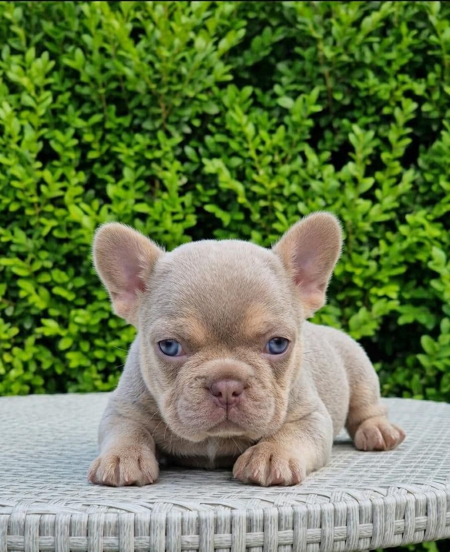 French Bulldog