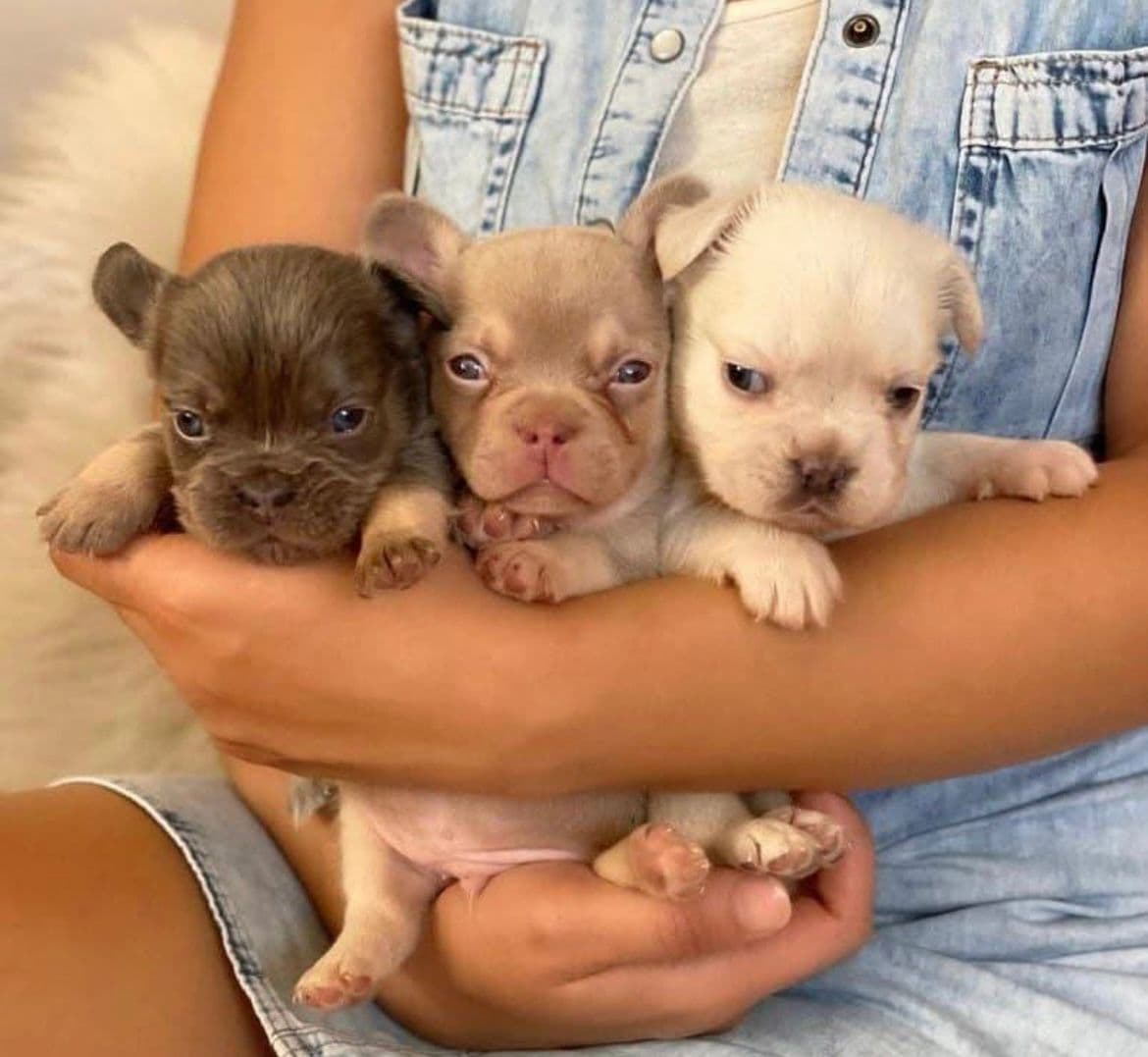 French Bulldog