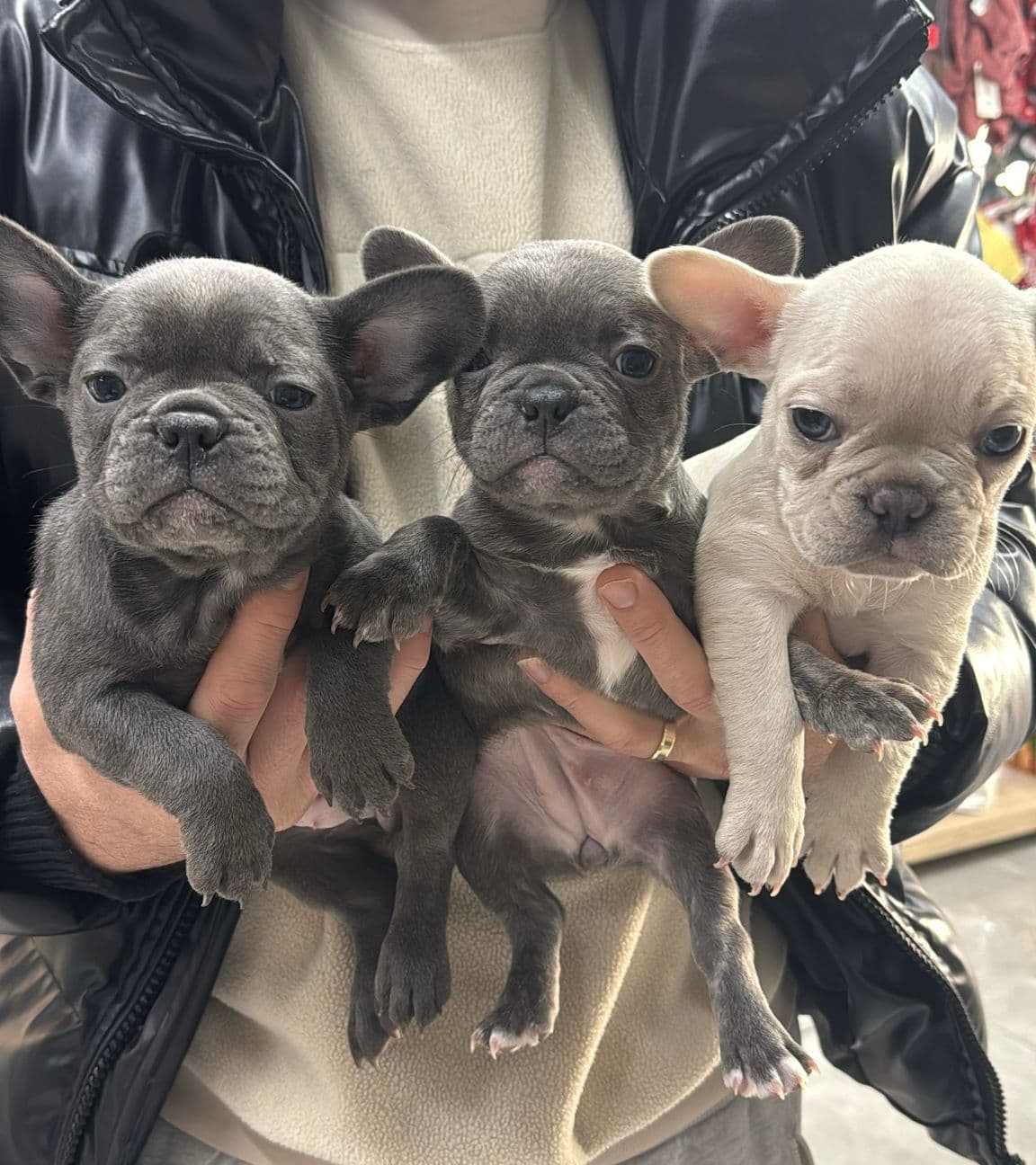 French Bulldog