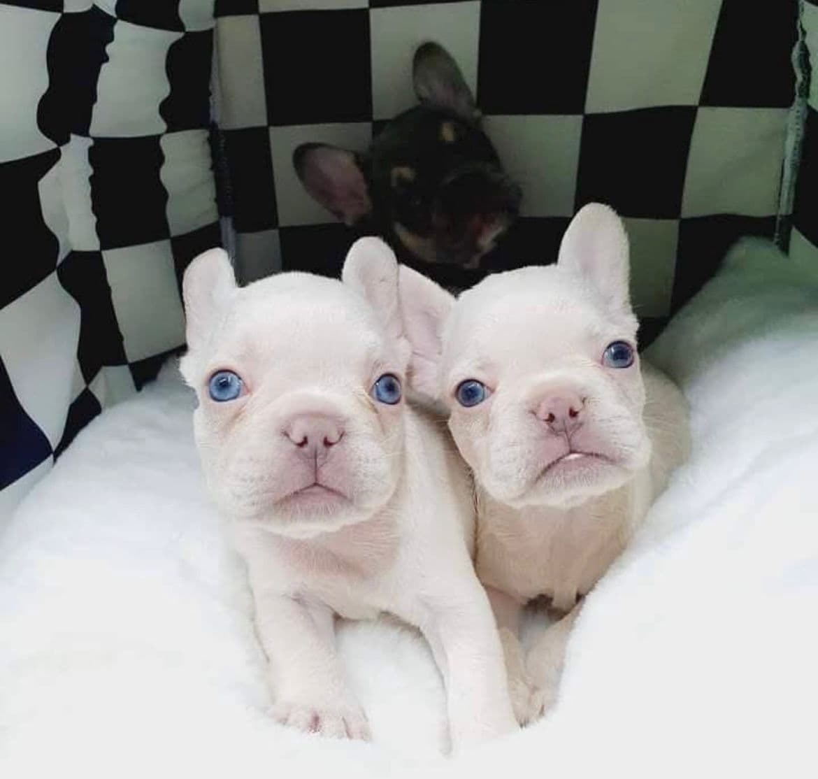 French Bulldog