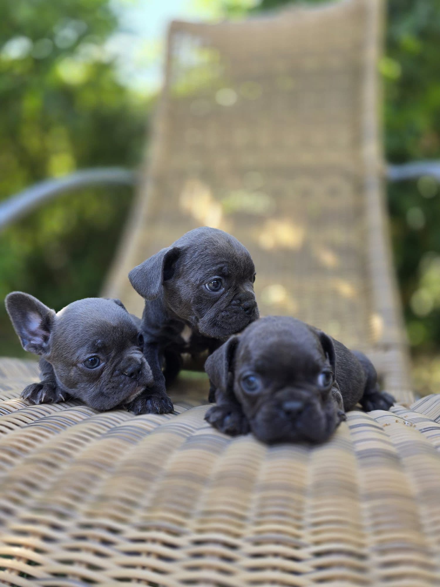 French Bulldog