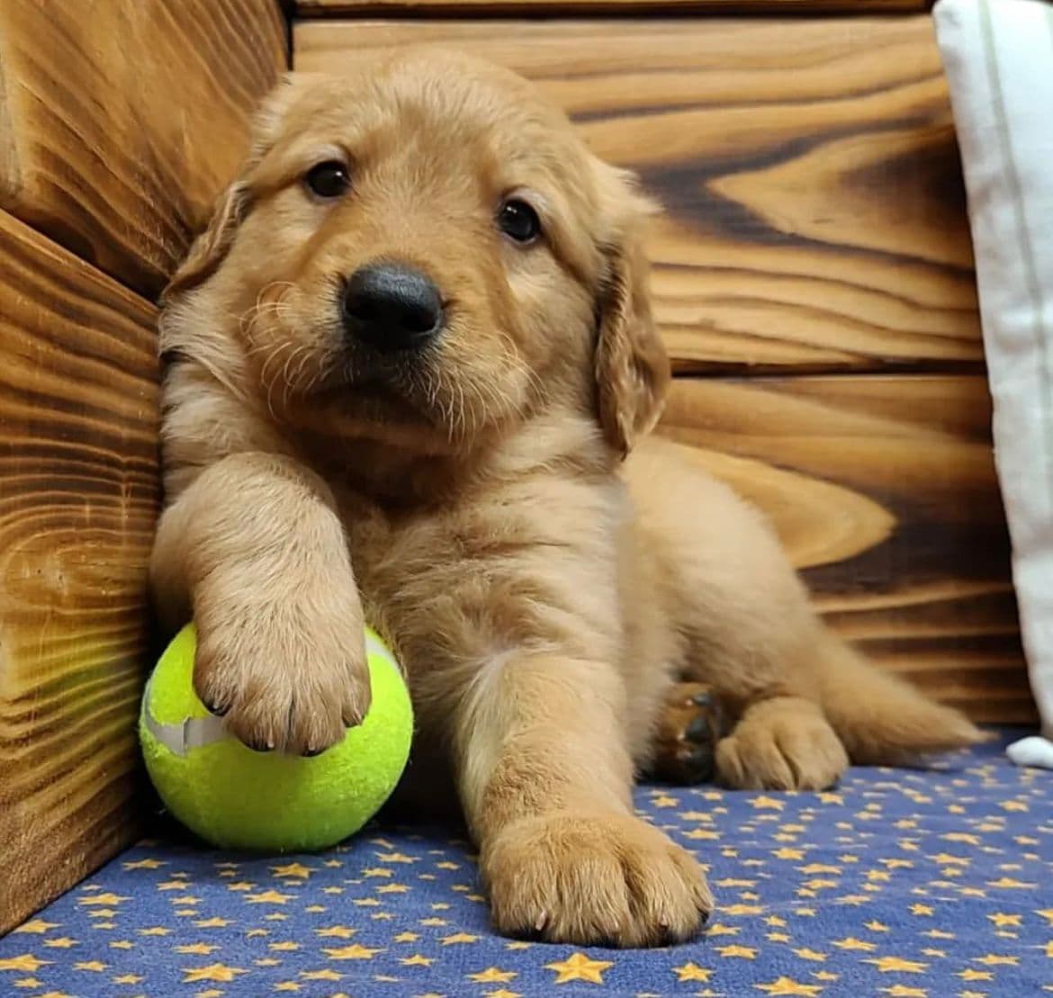 Golden Retriever