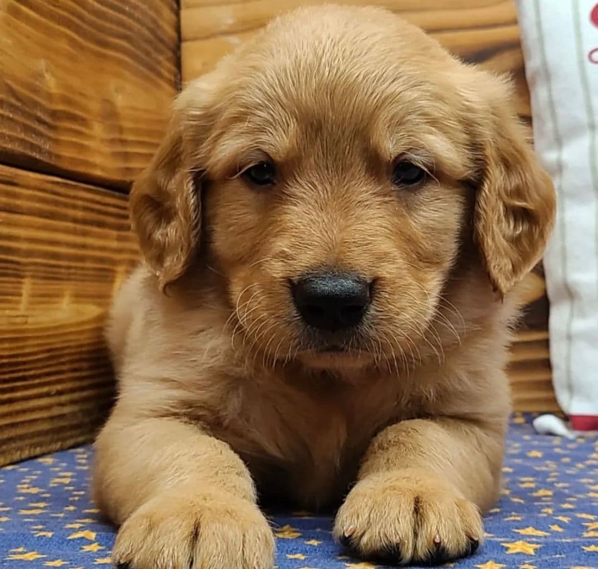 Golden Retriever